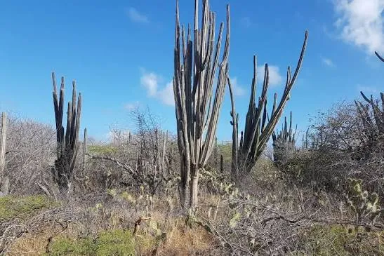 Kunuku Bara Di Karta – Lot in Bara di karta